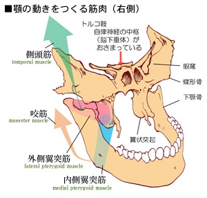 顎関節